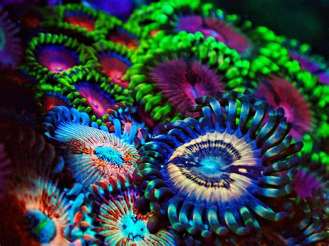 Types of corals in a marine aquarium | Aquaforest