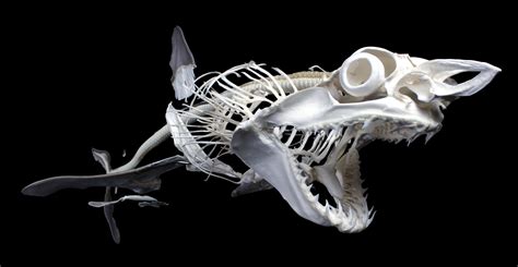 Are Sharks Boneless The Secrets Of Skeletonless Fish Explored