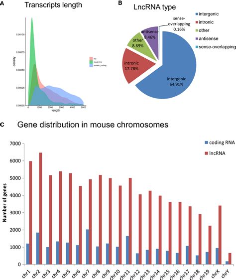 RNA Transcript Graph 的图像结果