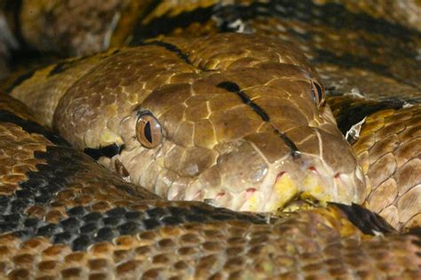 Image result for Pineapple Reticulated Python