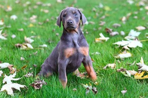 Blue Doberman Pinscher: Everything You Didn’t Know, And More