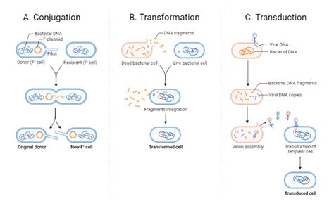 Transformation Genetics 的图像结果
