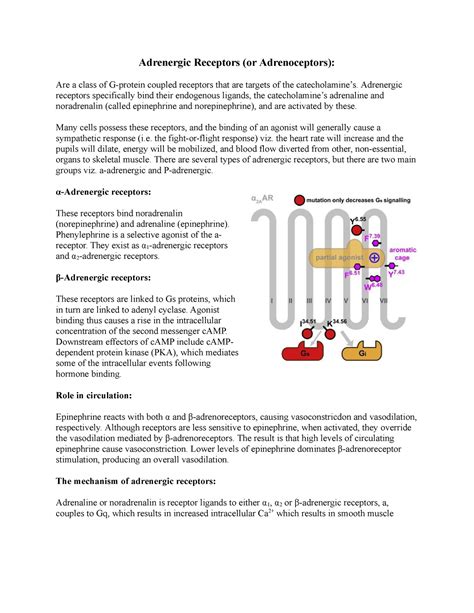 Adrenergic Receptors - Lecture notes 1-3 - Adrenergic Receptors (or ...