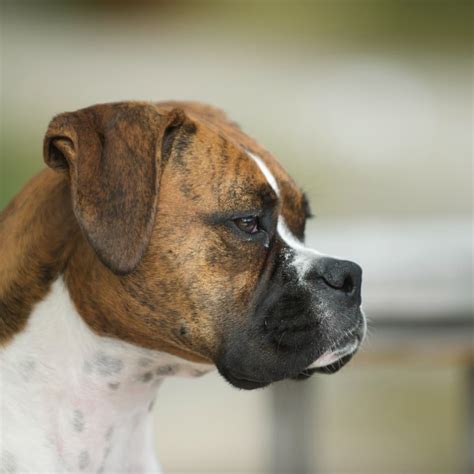 Why Are Boxers Dogs Called Boxers