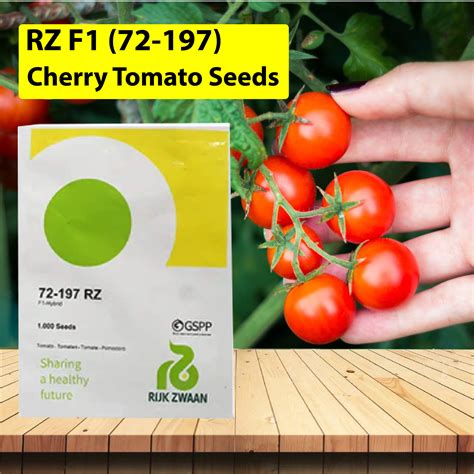 RZ F1 (72-197) TOMATO (CHERRY TOMATO) - 1000 SEEDS – Agriplex