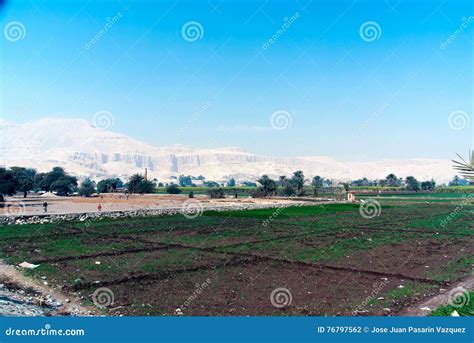 Agriculture in Egypt stock photo. Image of archeology - 76797562