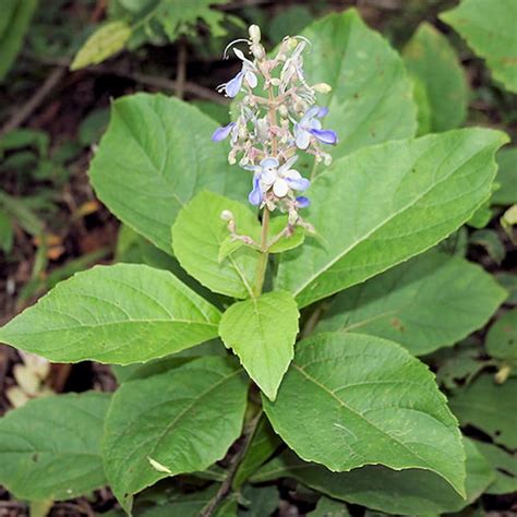 “True Cardamom (Elaichi / Elakka) – The Queen of Spices for Home & Gar ...