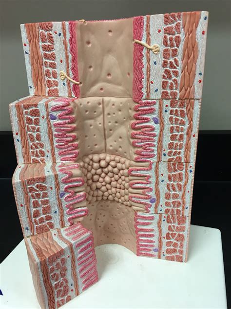 Image result for Digestive Model Tutorial