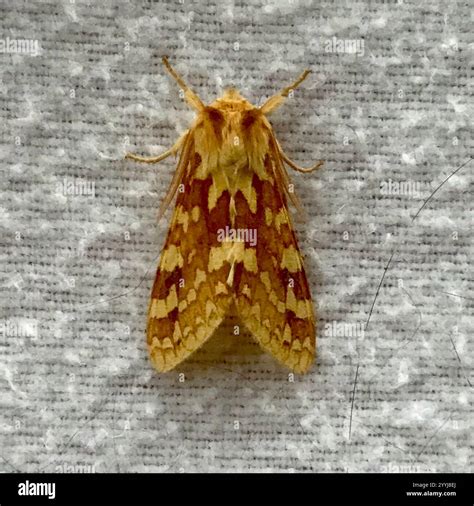 Spotted Tussock Moth (Lophocampa maculata Stock Photo - Alamy