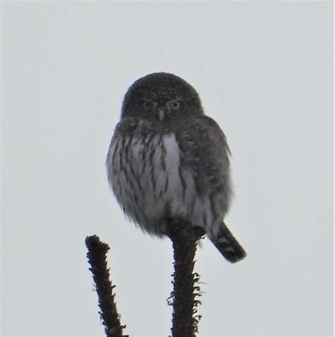 eBird Checklist - 11 Jan 2023 - Liberty Lake County Park - 14 species