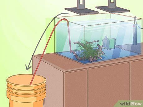 How Tall Do Java Moss Grow 的图像结果