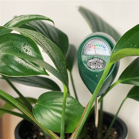 Using Plant Moisture Meter 的图像结果