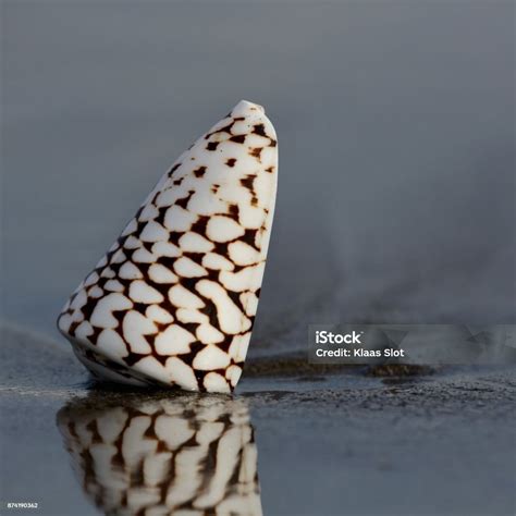 Image result for Finding Tropical Shells