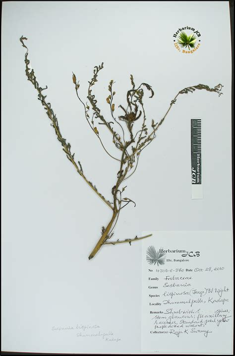 Herbarium JCB