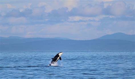 Alaska State Marine Mammal