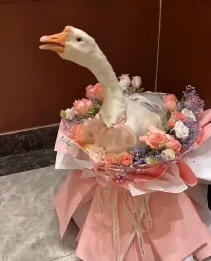 鹅的礼物怎么包装最新素材