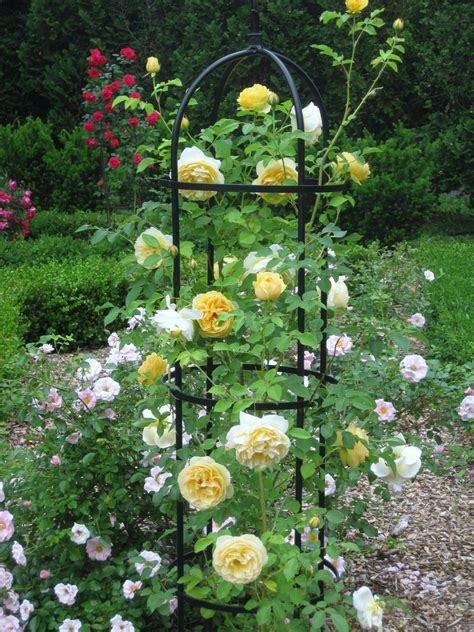 How To Grow Climbing Roses On A Trellis at Ryan Cushman blog