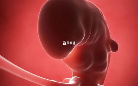 胚胎停育症状和诊断标准 - 胎停发生时间、预防办法与注意事项 - 柚喜学园