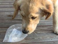 Exploding Ziploc Bag 的图像结果