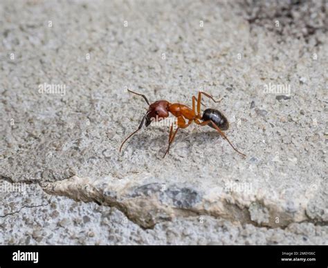A Florida carpenter ant, Camponotus floridanus Stock Photo - Alamy