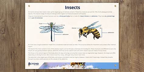Image result for Insect Facts