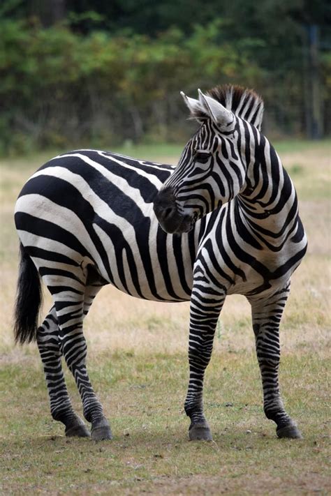 Image result for Zebra Programming Language Applications