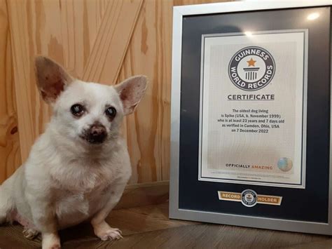 Meet the 23-year-old chihuahua who was named the world's oldest dog ...