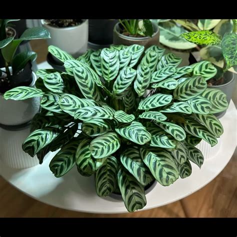 Prayer Plant Care Tips for Healthy Growth