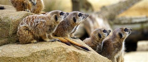 Download wallpaper Stone, Animals, Mammals, Animals, Zoo, Meerkats, Zoo ...