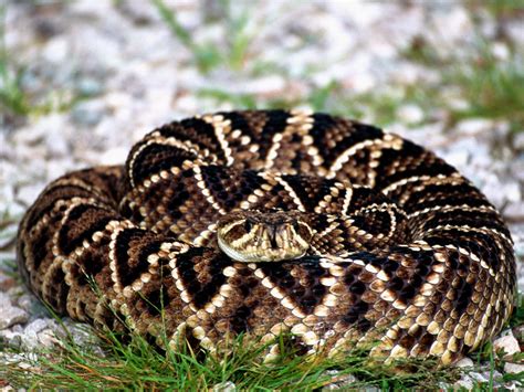 Eastern Diamondback Rattlesnake | Eastern+Diamondback+Rattlesnake ...