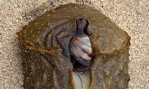 Alien Beach 的图像结果