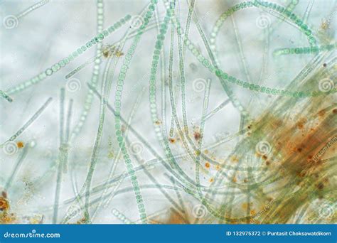 Red Algae Under The Microscope Royalty-Free Stock Photo | CartoonDealer ...