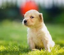 Image result for Cute Funny Puppy Wallpaper