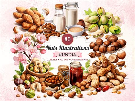 Nuts Illustrations Clipart Bundle Set Nut Clipart Peanut - Etsy