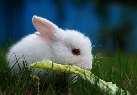 兔兔那么可爱怎么可以吃它，养殖兔大全，你最喜欢哪只-搜狐大视野-搜狐新闻