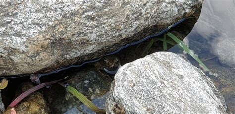 Image result for Spider Frog Amphibia