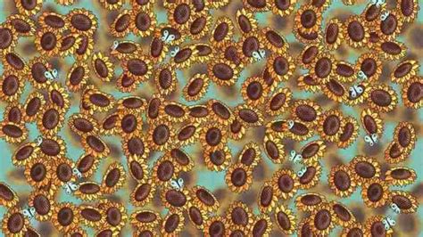 Optical Illusion IQ Test: Only 1% With Keen Vision Can Spot The Hidden ...