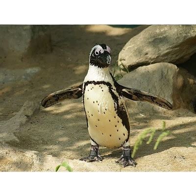 Image result for Toledo Zoo Python