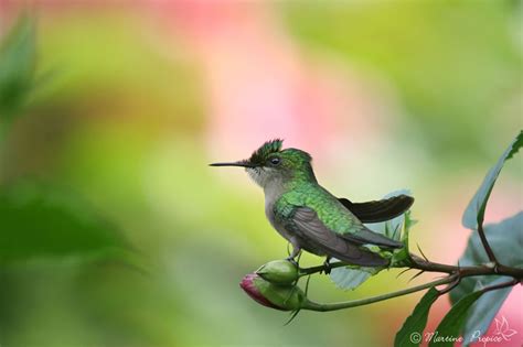 Martine Propice Photographies - Accueil
