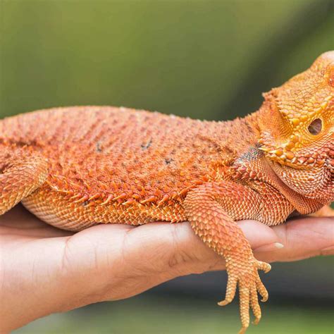 Orange Bearded Dragon: A Guide to the Colorful Reptile - Vital Frog