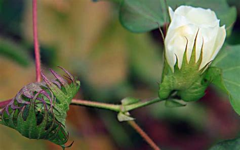 棉花、花生、荸荠成熟期是啥时候，几月收获 - 农敢网
