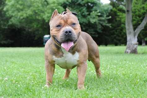 Bully vs Wrestler 的图像结果