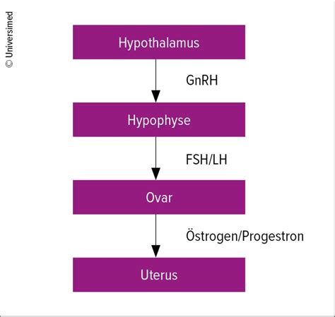 Amenorrhö in der Adoleszenz - Gynäkologie & Geburtshilfe - Universimed ...
