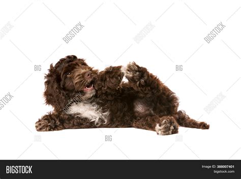 Image result for Chocolate Cockapoo