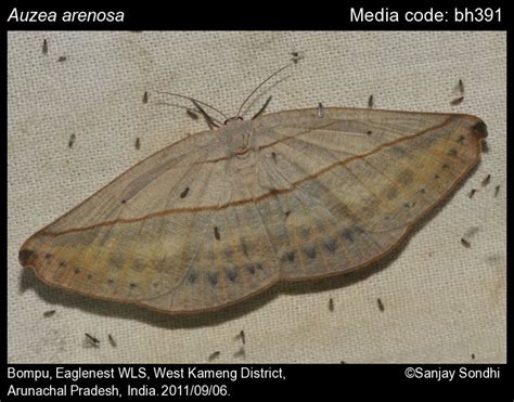 Uraniidae | Moths