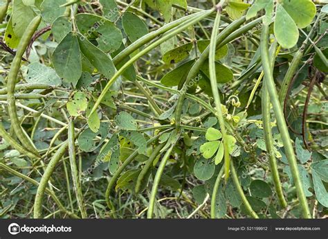 Senna Obtusifolia Plants Leaves Fruits Autumn Season Background Stock ...
