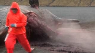 Image result for Sperm Whale Exploding