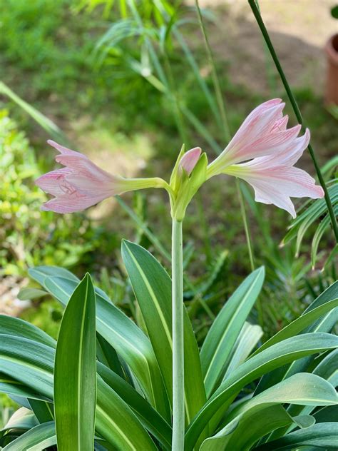 39 Facts About Amaryllis Belladonna - Green Packs