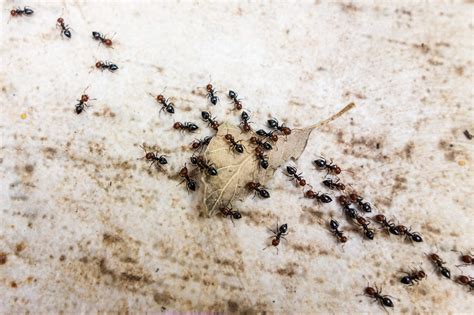 How to Get Rid of Ants for Homeowners | Family Handyman