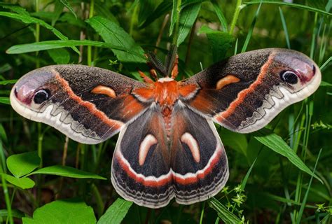 Moth is REALLY needy for you Background Vector Art Recipe Recipe Product Recipe Recipe Recipe